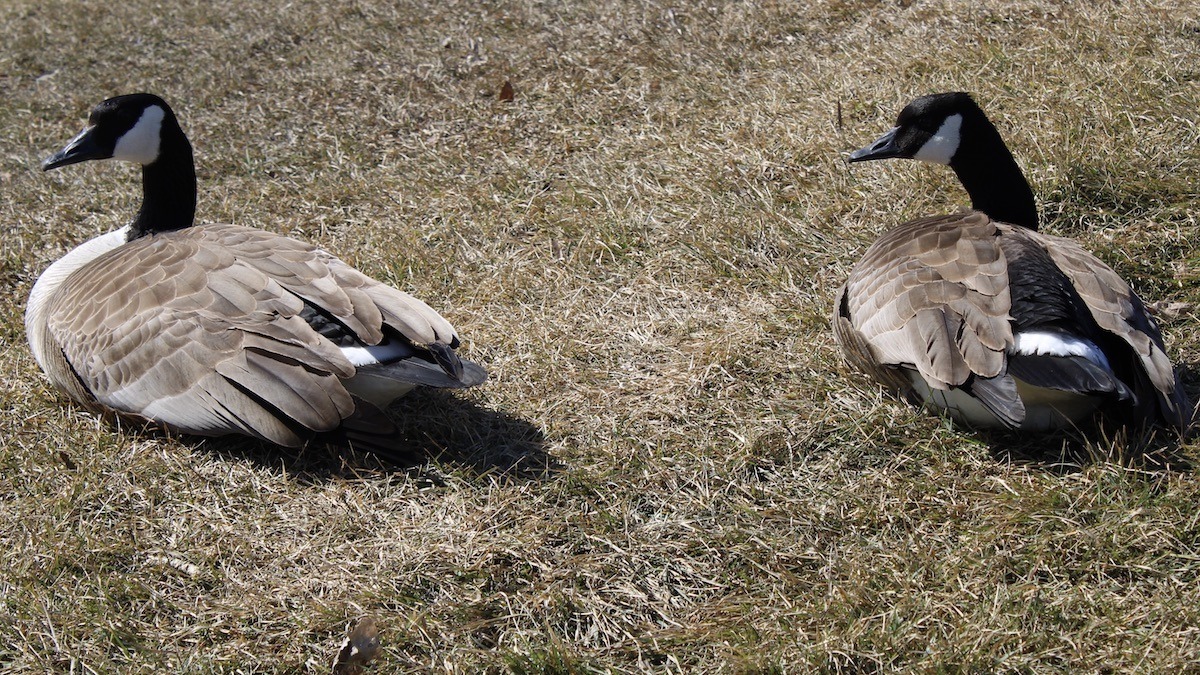 Canada Geese in Manitoba