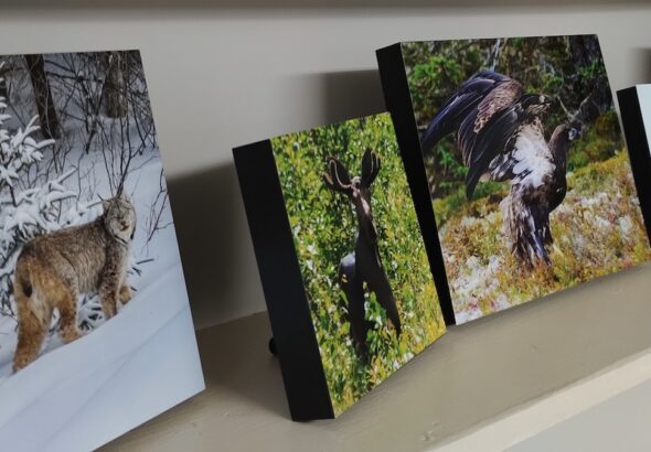 Wildlife and northern lights photography by Allison Dunham featured in Melgund Township spring art exhibition.