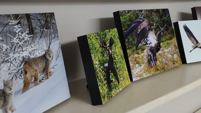 Wildlife and northern lights photography by Allison Dunham featured in Melgund Township spring art exhibition.