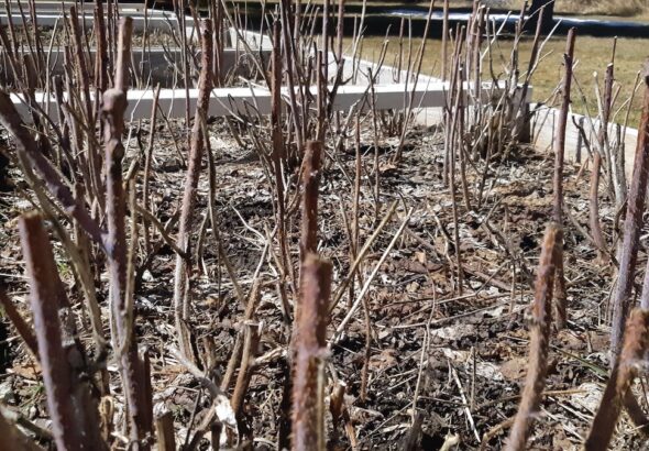 Raspberry transplanting starts soon as the Art Borups Corners Land Lab program enters its third year of food security and community gardening.