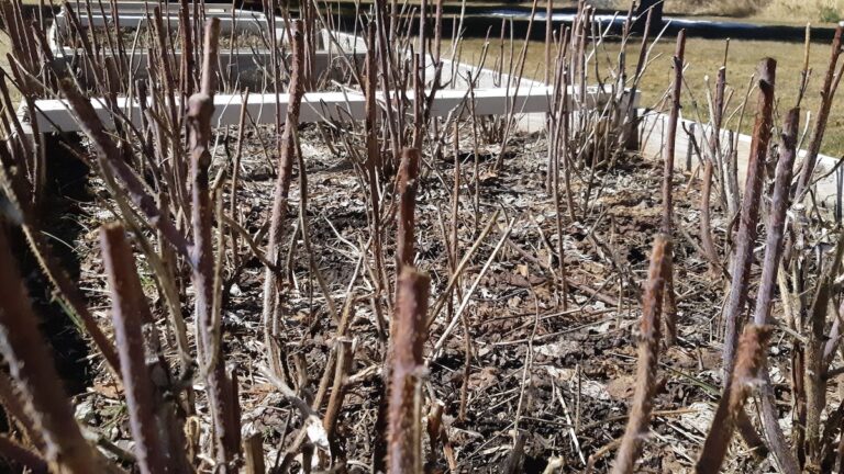 Raspberry transplanting starts soon as the Art Borups Corners Land Lab program enters its third year of food security and community gardening.