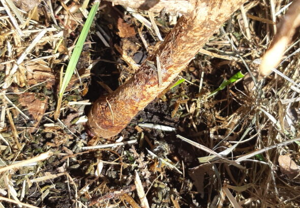Girdling occurs when hungry rodents strip the bark in a complete circle around a tree’s primary trunk.
