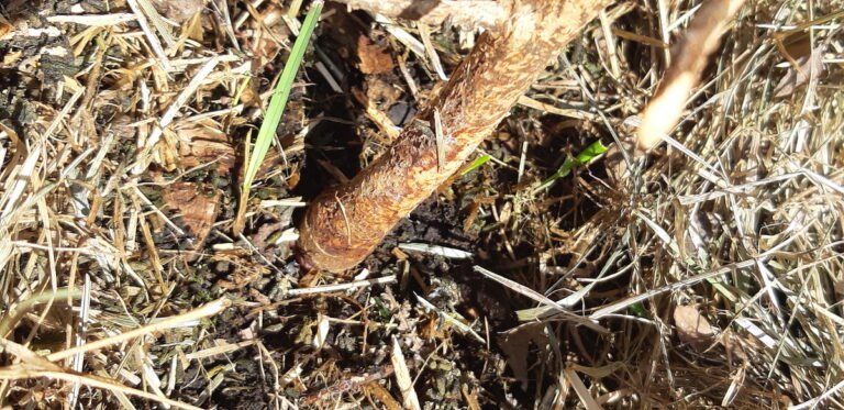 Girdling occurs when hungry rodents strip the bark in a complete circle around a tree’s primary trunk.