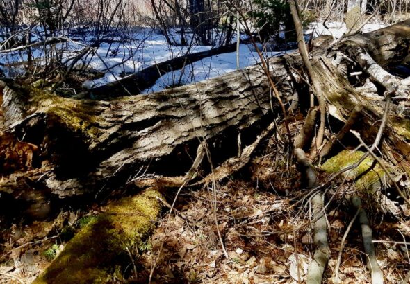 Capturing the seasonal shift on camera reminded us why this land lab’s conservation work is so vital.