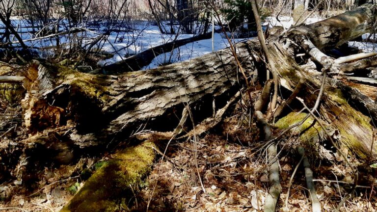 Capturing the seasonal shift on camera reminded us why this land lab’s conservation work is so vital.