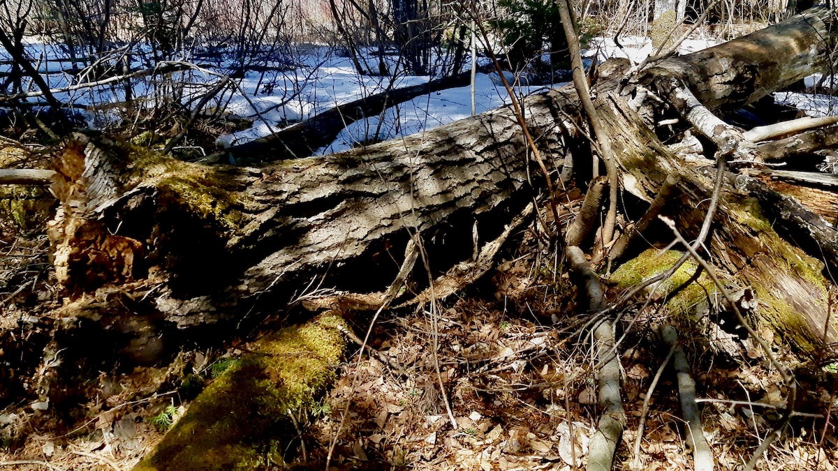 Capturing the seasonal shift on camera reminded us why this land lab’s conservation work is so vital.