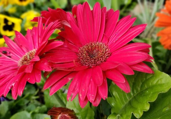 Spring Flowers - Outdoor Arts Lab