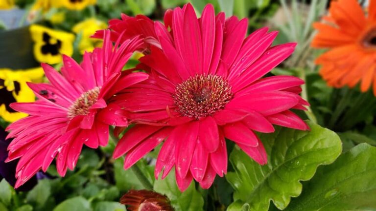 Spring Flowers - Outdoor Arts Lab