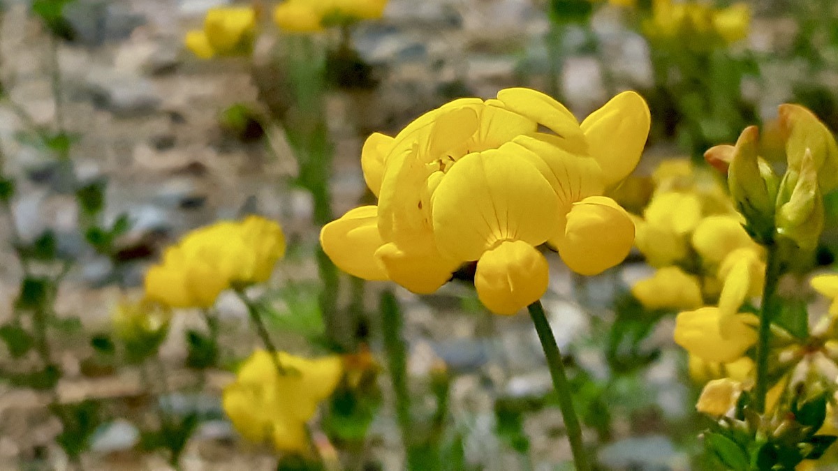 Spot bird's-foot trefoil on your next northern hike.