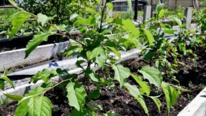 Apple tree care lessons from a community orchard in Borups Corners, focusing on northern growing conditions and sustainable food systems.