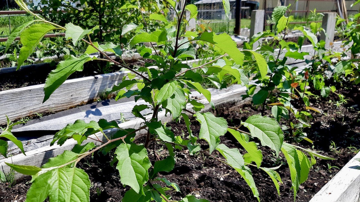 Apple tree care lessons from a community orchard in Borups Corners, focusing on northern growing conditions and sustainable food systems.