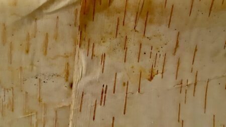Fresh birch bark from Northwestern Ontario, ready to inspire fall arts and crafts projects in Manitoba.
