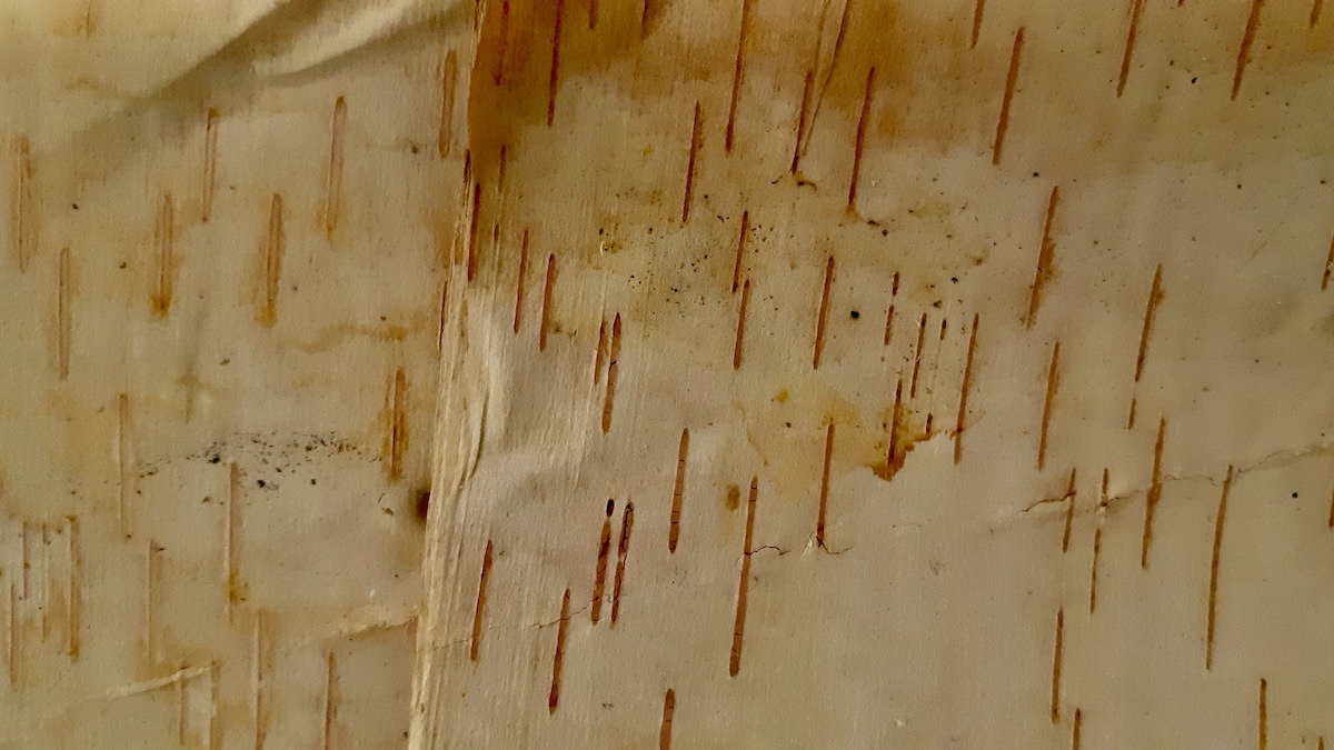 Fresh birch bark from Northwestern Ontario, ready to inspire fall arts and crafts projects in Manitoba.