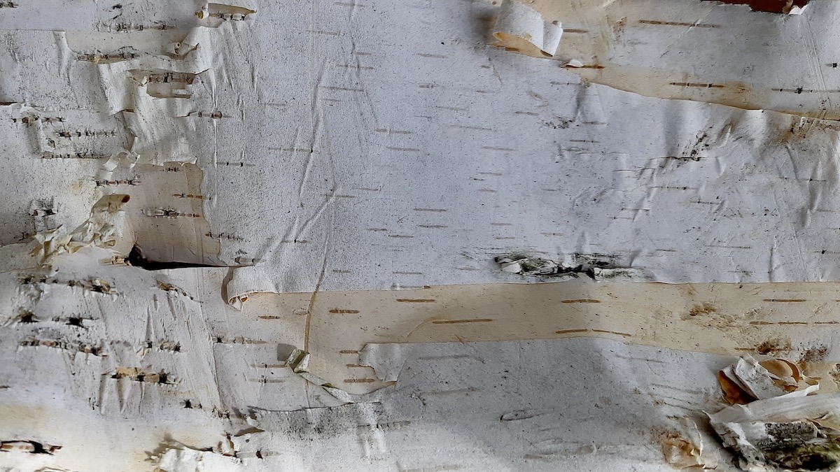 Every piece of birch bark tells a story. We can't wait to see what our artists create with this wonderful gift this fall.