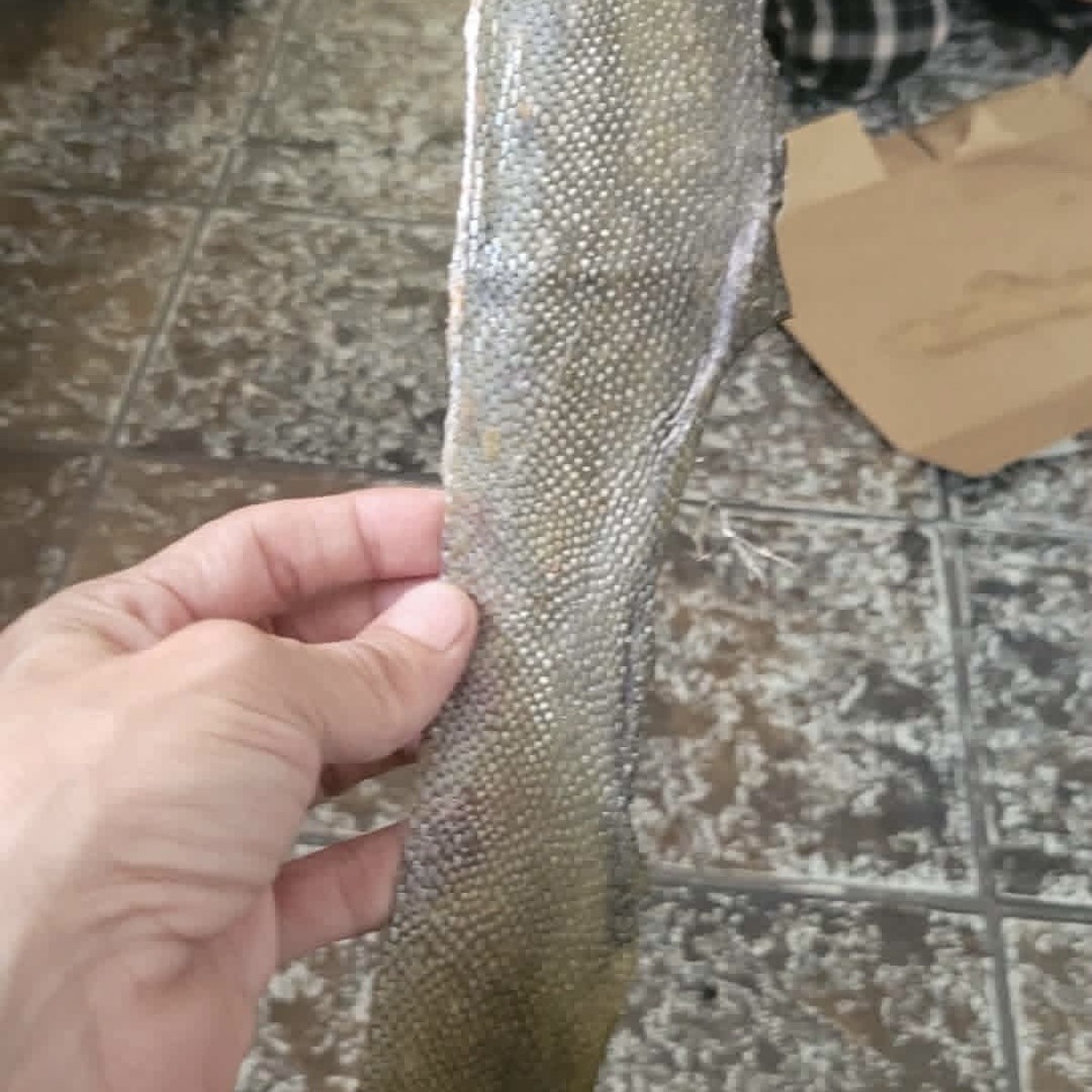 The fish skin is mostly dry and ready to be used for crafting. 