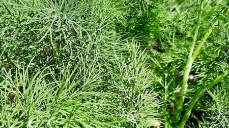 There is nothing quite like the smell of fresh dill brushing against your hands in the morning. This batch is thriving in the summer heat and is officially ready to elevate tonight’s dinner straight from the backyard.