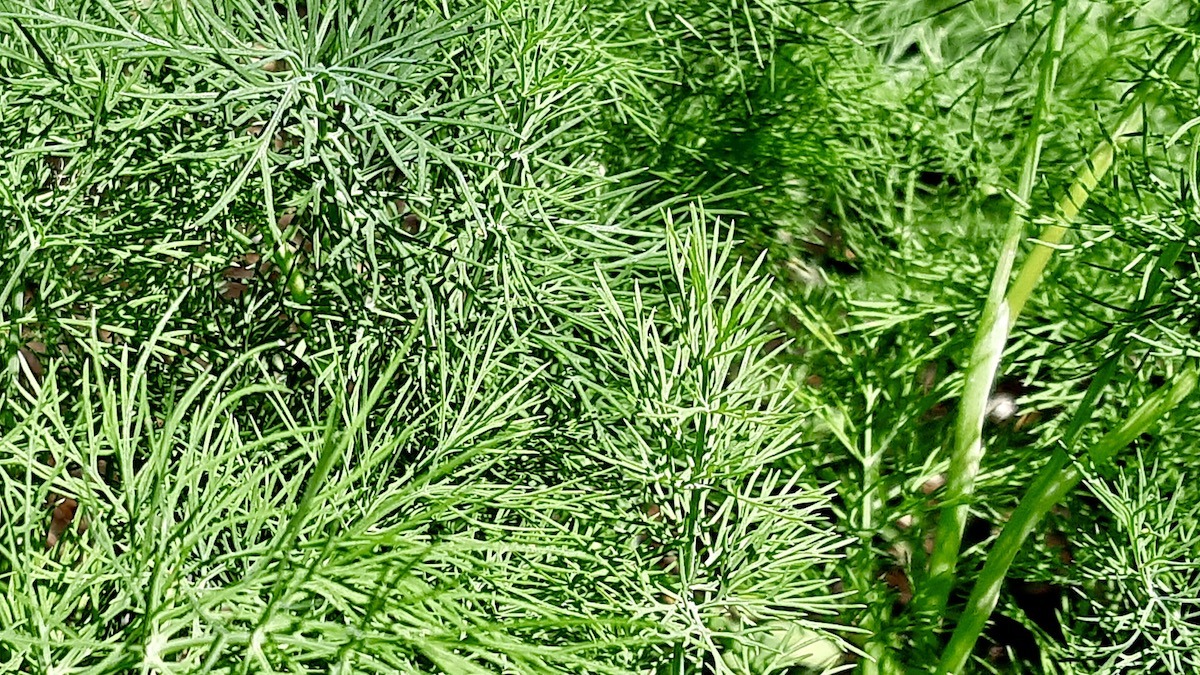 There is nothing quite like the smell of fresh dill brushing against your hands in the morning. This batch is thriving in the summer heat and is officially ready to elevate tonight’s dinner straight from the backyard.