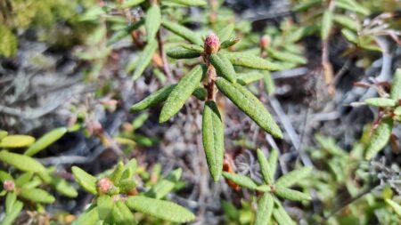 Step onto the northern landscape and discover Labrador Tea—the iconic shrub with fuzzy leaves and a fragrant, pine-infused past that has fueled generations of gatherers from the boreal line to the open tundra.