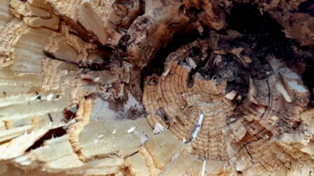 Splintered heartwood and darkened, rotting fibers mark the exact spot where gale-force winds twisted and broke this trunk.