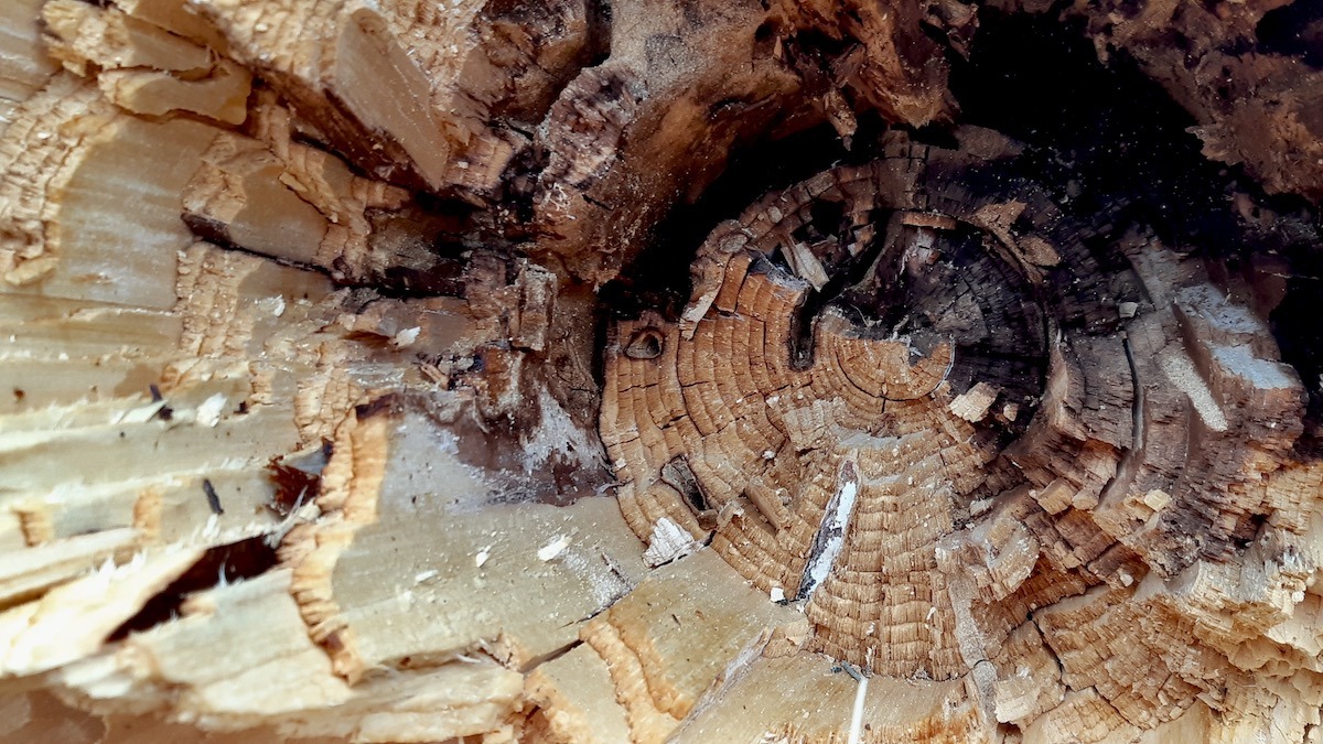 Splintered heartwood and darkened, rotting fibers mark the exact spot where gale-force winds twisted and broke this trunk.