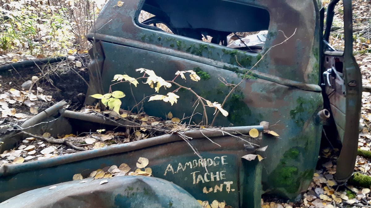 Crushed beneath the forest canopy, the cab's cowl vent and door window profiles confirm a classic early-1950s Chevy workhorse.