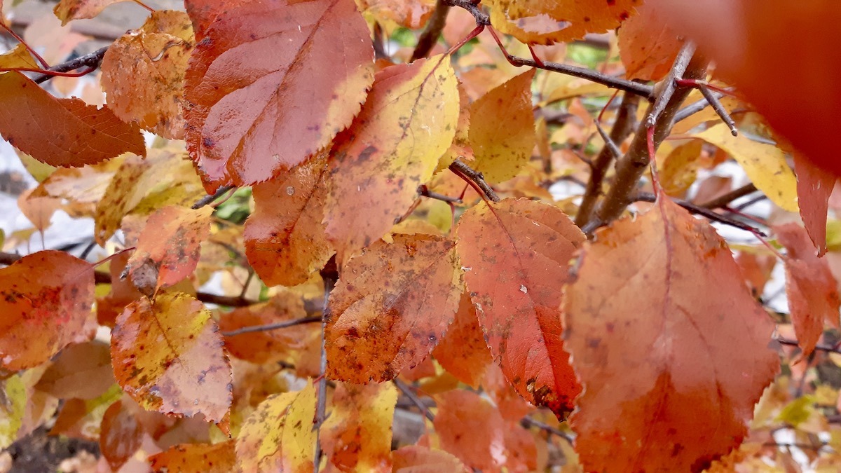 The leaves at this time of year are always so striking. Soon they'll be gone. We love these colours.