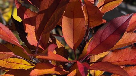 No paintbrush needed for this one. The colours shift from leaf to leaf, with bright edges, darker veins and unexpected combinations that look almost painted. It's a good reminder to slow down and notice what's growing around us.