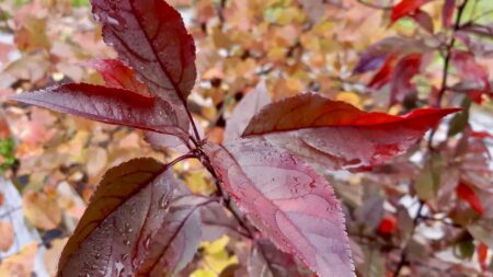 These beautiful apple trees from the living lab are red and purple to begin with, but we couldn't help notice how extra red they are as we creep towards winter.