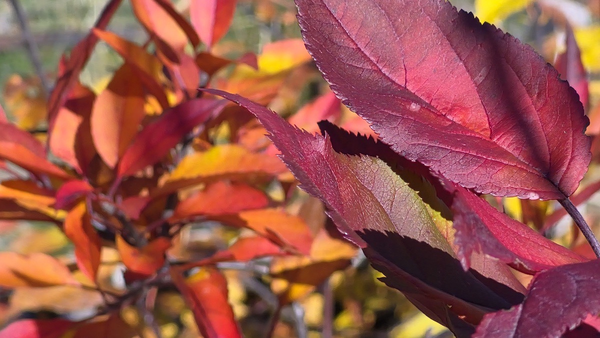 There's something satisfying about getting close enough to see the colours overlap, change and catch the light. A little bit of sunshine, a crisp autumn day and leaves doing their own thing. That's the whole show, right there.