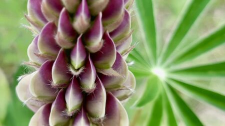 A macro shot highlighting the intricate, velvety buds and tight geometric spiral of a Manitoba lupine in bloom.