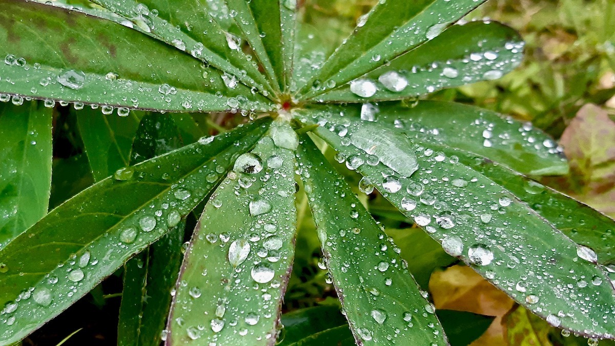 The snow will fall soon, but these lupines are still growing. Covered in beautiful drops of water, they're among our favourite flowers.