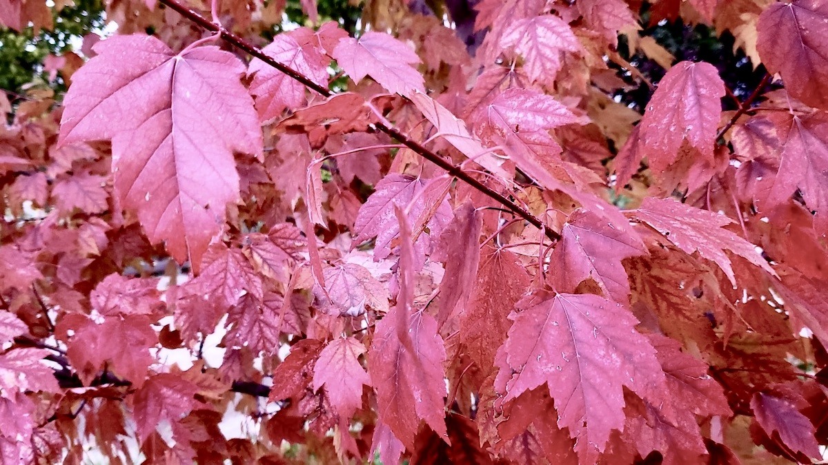 A close-up view of Manitoba maple leaves glowing in vivid pink and deep crimson tones under the crisp autumn light.